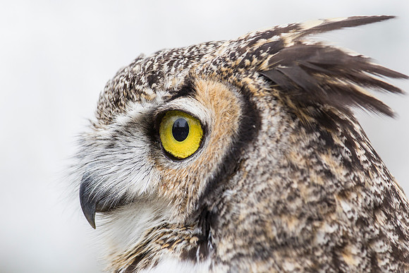 Great horned owl KAC9034
