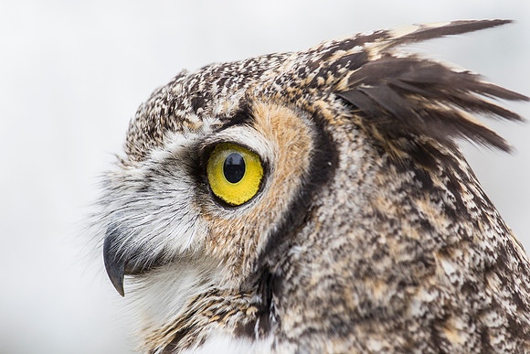 Great horned owl KAC9035