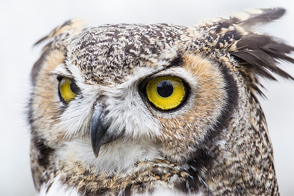 Great horned owl KAC9038