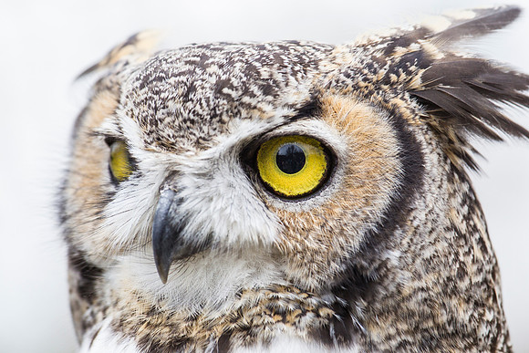 Great horned owl KAC9039