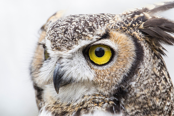 Great horned owl KAC9040