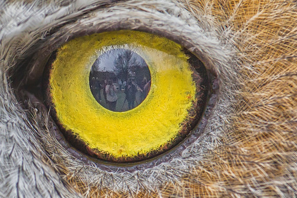 Great horned owl KAC9040crop