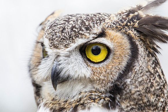 Great horned owl KAC9041