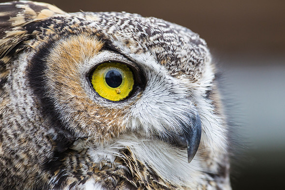 Great horned owl KAC9044