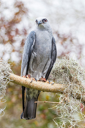 Mississippi kite KAC9048
