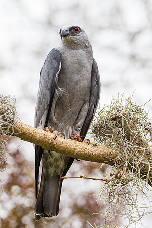 Mississippi kite KAC9053