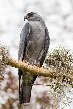 Mississippi kite KAC9054