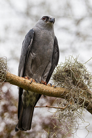Mississippi kite KAC9056