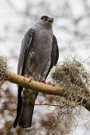 Mississippi kite KAC9057