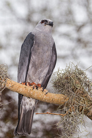 Mississippi kite KAC9059