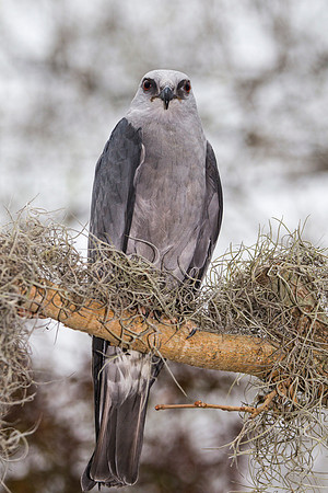 Mississippi kite KAC9062