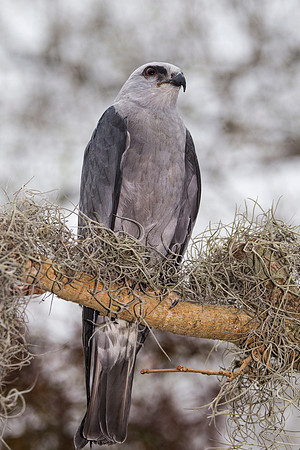 Mississippi kite KAC9064