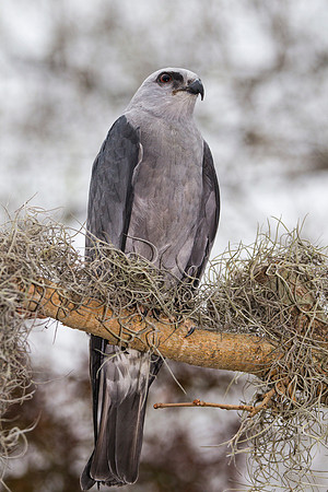 Mississippi kite KAC9065