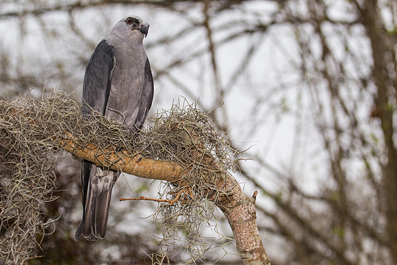 Mississippi kite KAC9068