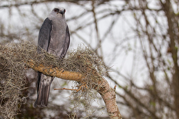 Mississippi kite KAC9071