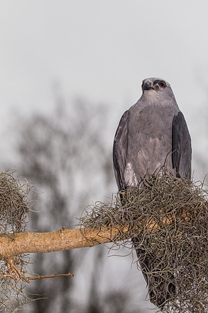 Mississippi kite KAC9076