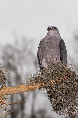 Mississippi kite KAC9077