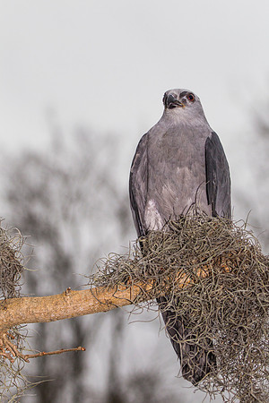 Mississippi kite KAC9078