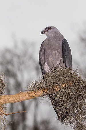 Mississippi kite KAC9081