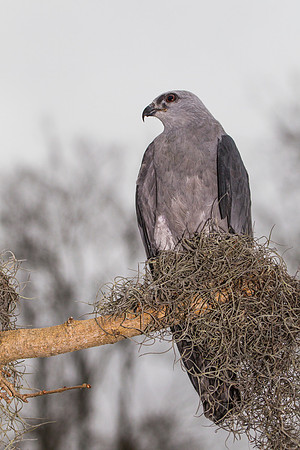 Mississippi kite KAC9082