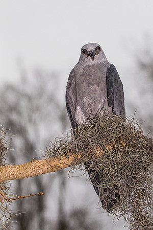 Mississippi kite KAC9083