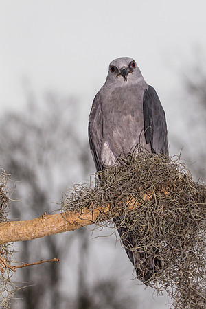 Mississippi kite KAC9085