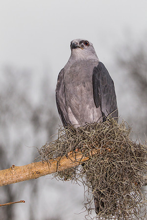 Mississippi kite KAC9086