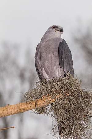Mississippi kite KAC9088