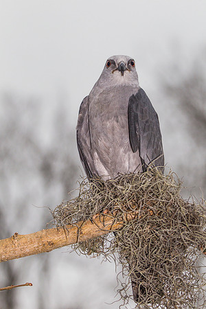 Mississippi kite KAC9090