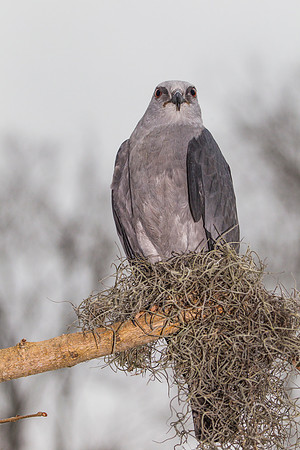 Mississippi kite KAC9091