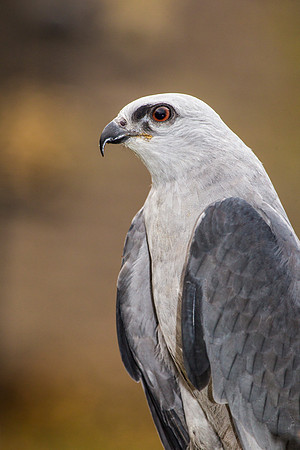 Mississippi kite KAC9098