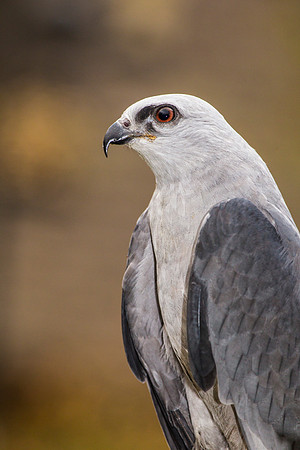 Mississippi kite KAC9099