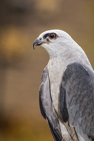 Mississippi kite KAC9100