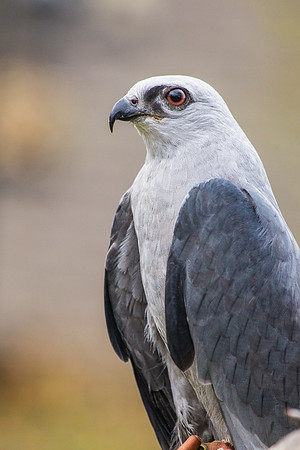 Mississippi kite KAC9101