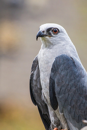 Mississippi kite KAC9104