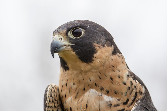 Peregrine falcon KAC9135