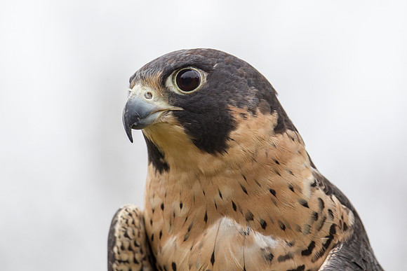 Peregrine falcon KAC9136