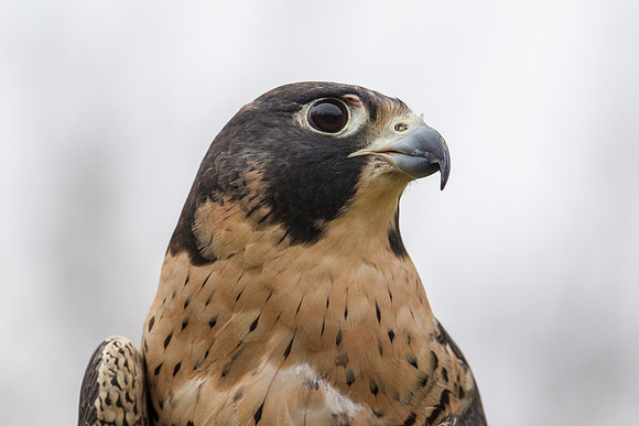 Peregrine falcon KAC9139
