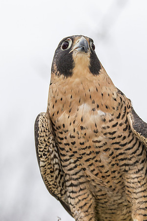 Peregrine falcon KAC9142