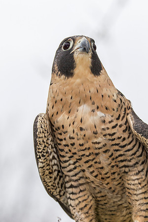 Peregrine falcon KAC9143