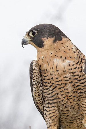 Peregrine falcon KAC9145