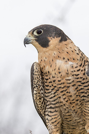 Peregrine falcon KAC9146