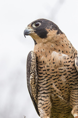 Peregrine falcon KAC9148