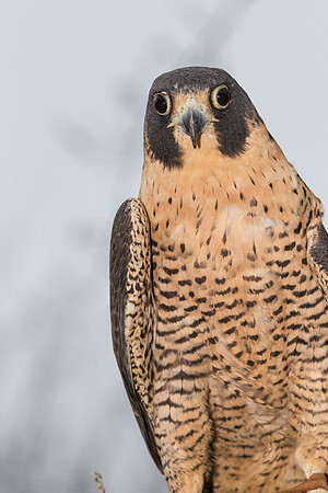 Peregrine falcon KAC9152