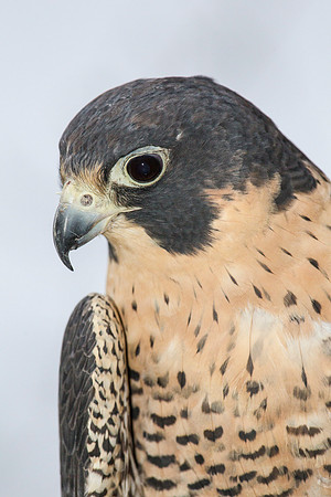 Peregrine falcon KAC9154