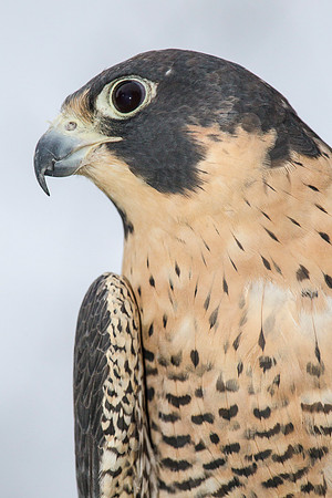 Peregrine falcon KAC9159