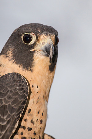 Peregrine falcon KAC9163