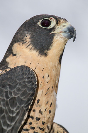 Peregrine falcon KAC9170
