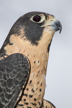Peregrine falcon KAC9171