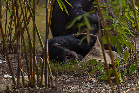 Chimpanzee KAC9504